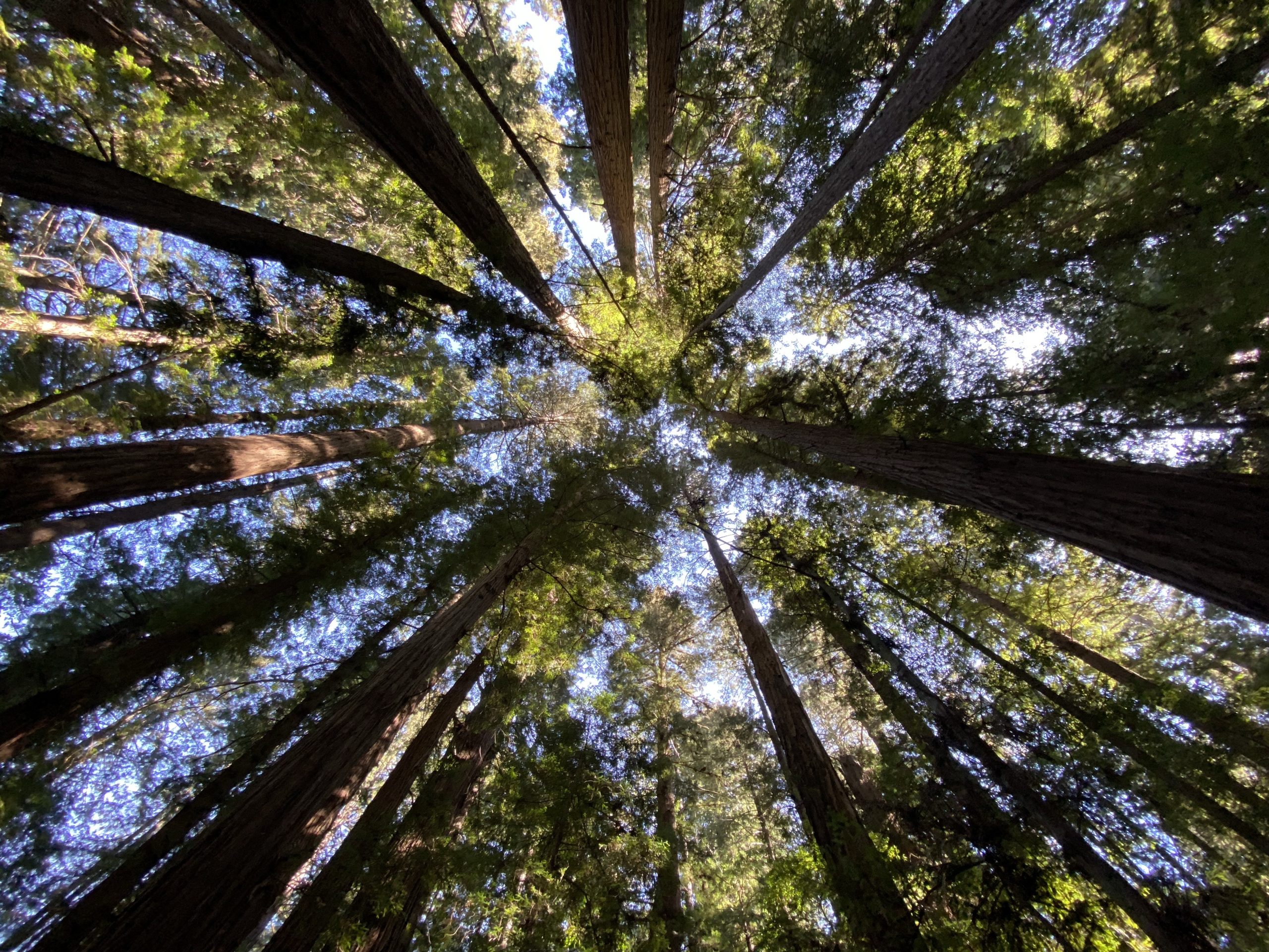 A Walk Through the Redwoods at Big Hendy Grove in Philo, California